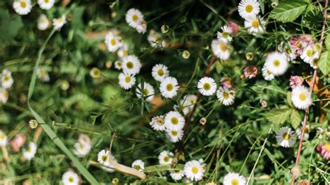 Flowering weeds. Things To Know About Flowering weeds. 